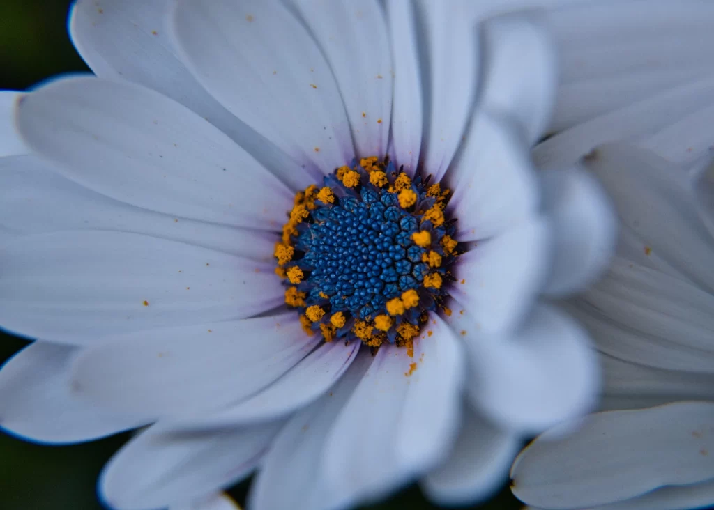 White Chrysanthemum Petals Blue Center Yellow Stamen