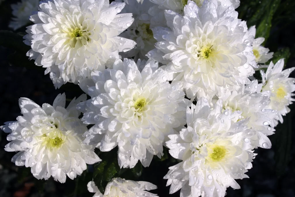 White Chrysanthemum Petals Dewdrops Bright Yellow Center