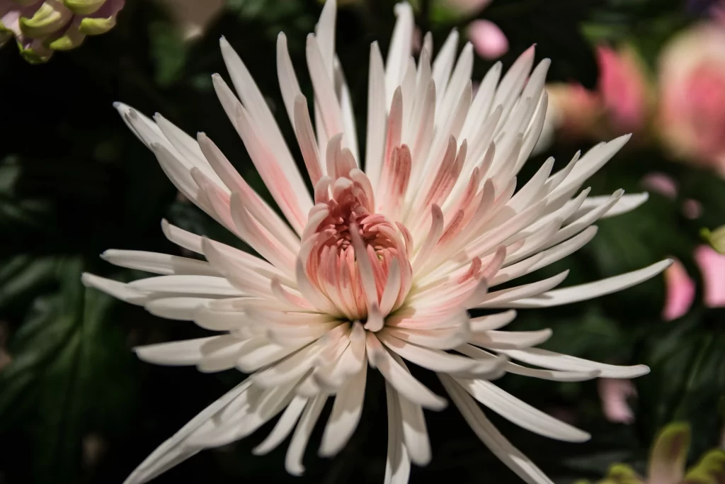 White Chrysanthemum Petals Pink Center Dark Background