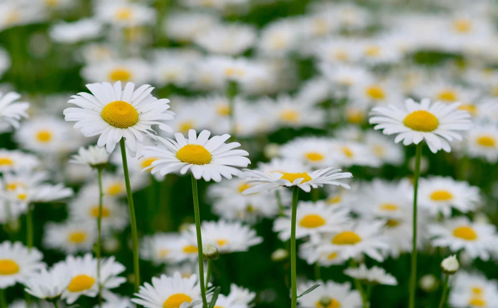 White Chrysanthemum Petals Yellow Center Green gray Stems