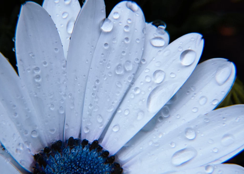 White Chrysanthemum Petals Dewdrops Blue Center