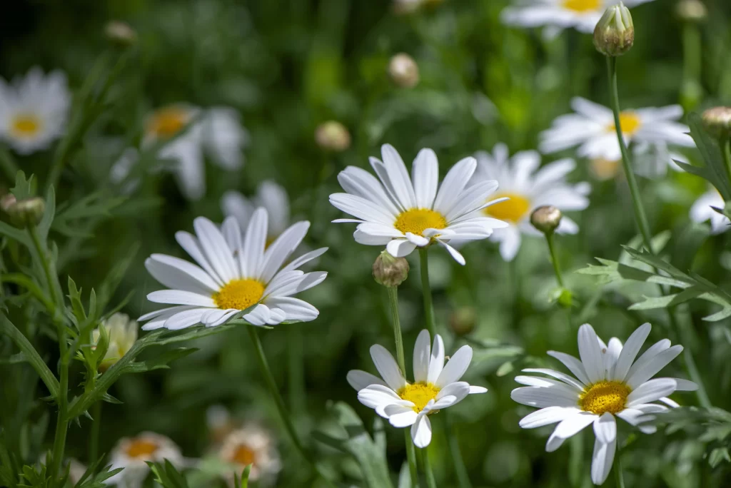 White Chrysanthemum Petals Yellow Center Green warm Leaves