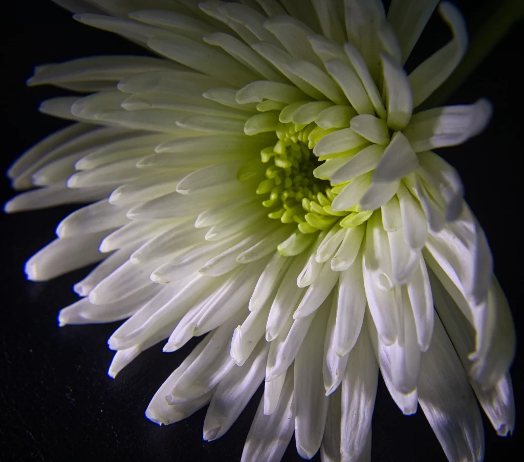 White Chrysanthemum Petals Green Center Dark gray Background