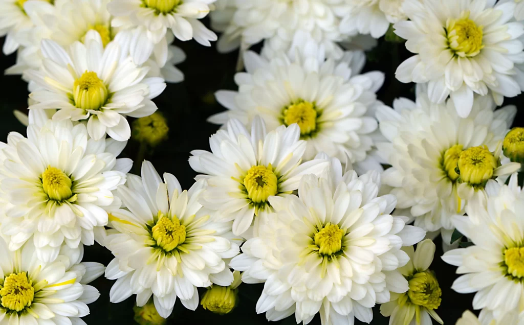 White Chrysanthemum Petals Yellow Center Dense Blooms