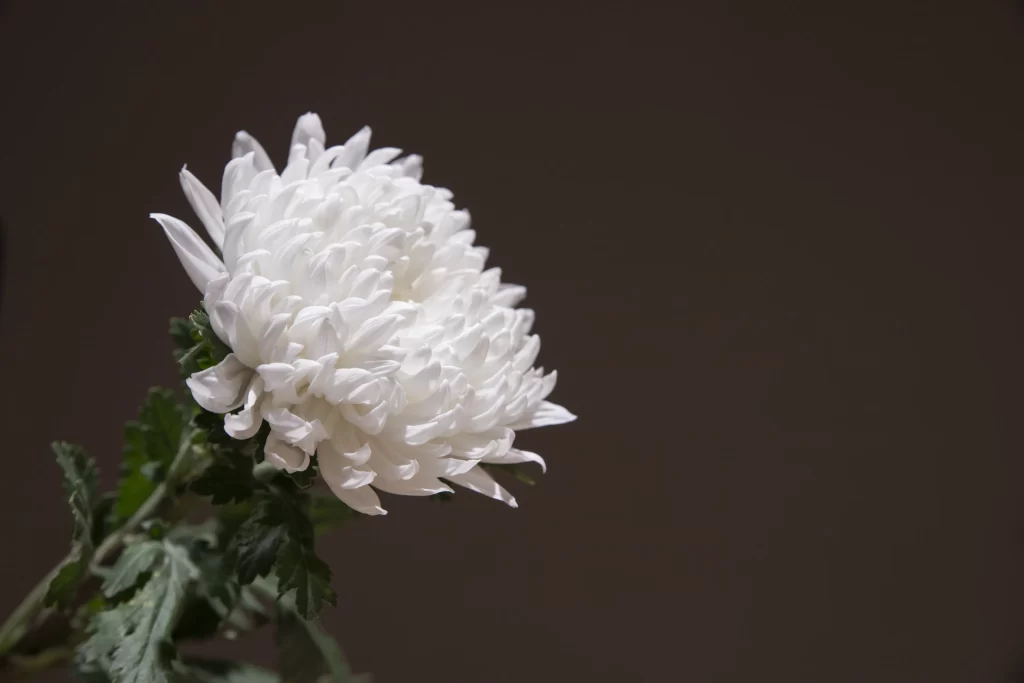 White Chrysanthemum Petals Dense gray Rounded