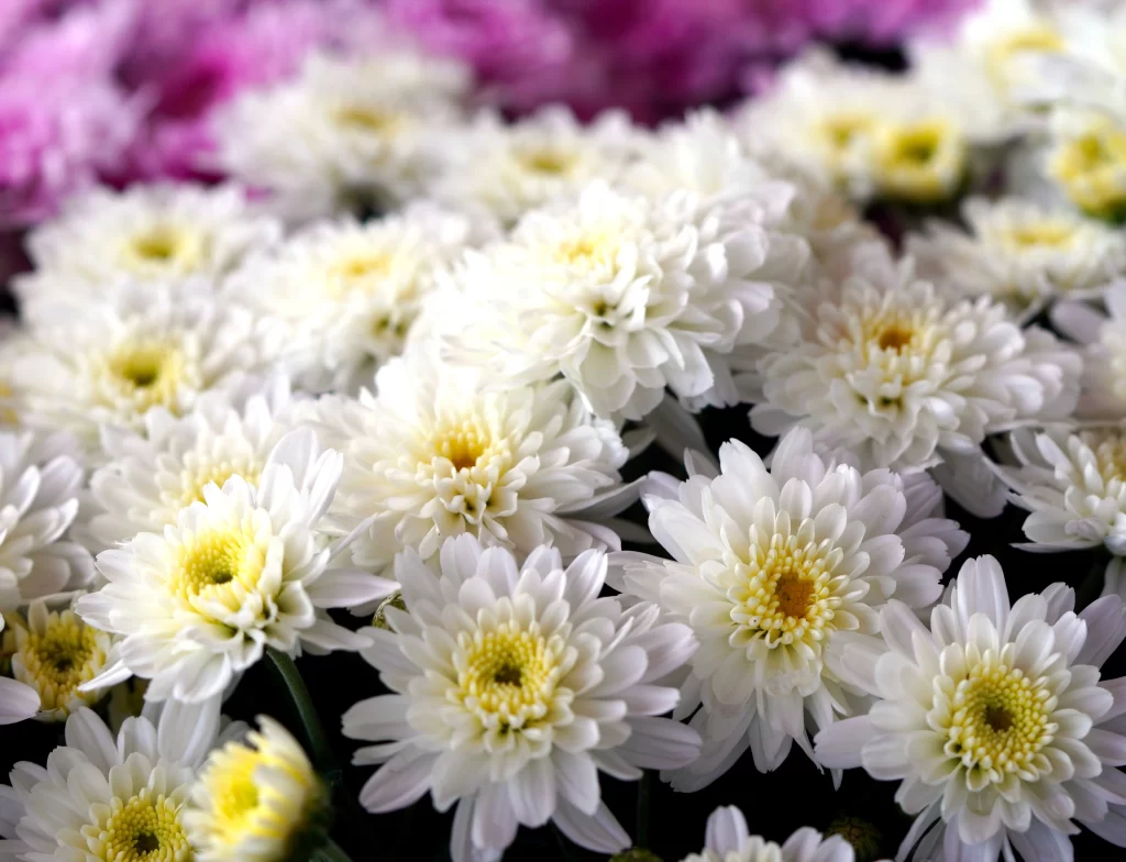 White Chrysanthemum Petals Yellow Center Dense gray Cluster