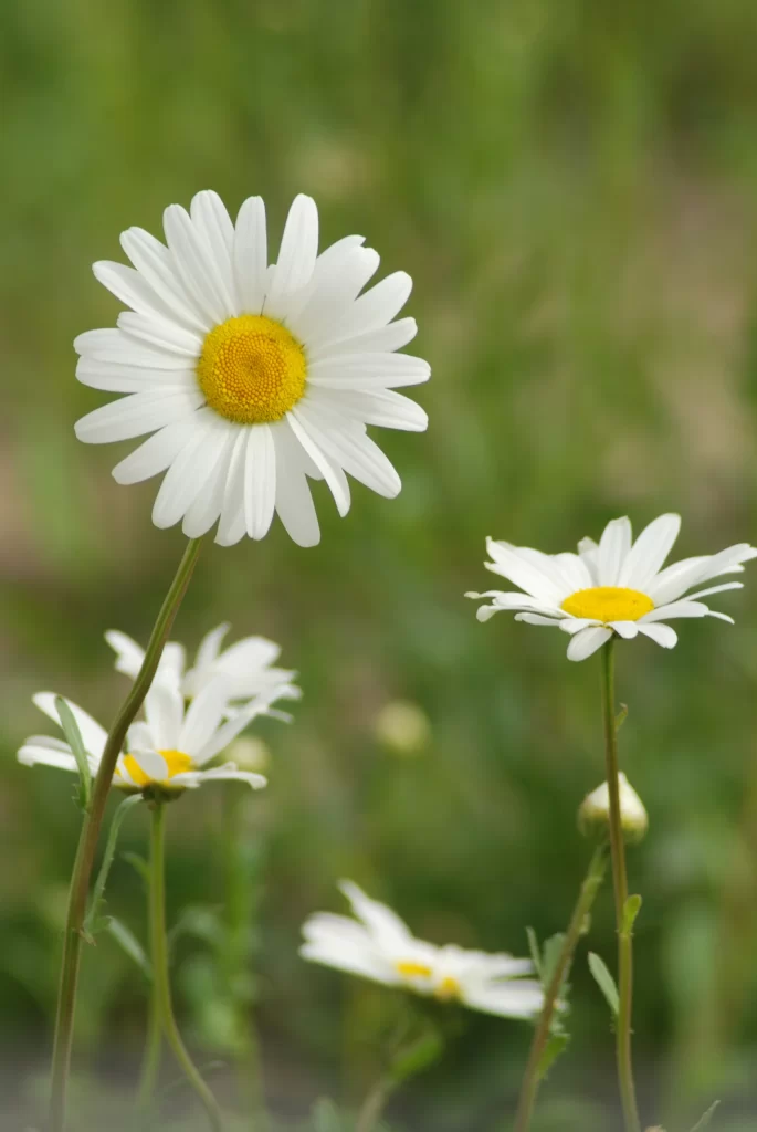 White Chrysanthemum Petals Yellow Center Green warm Background