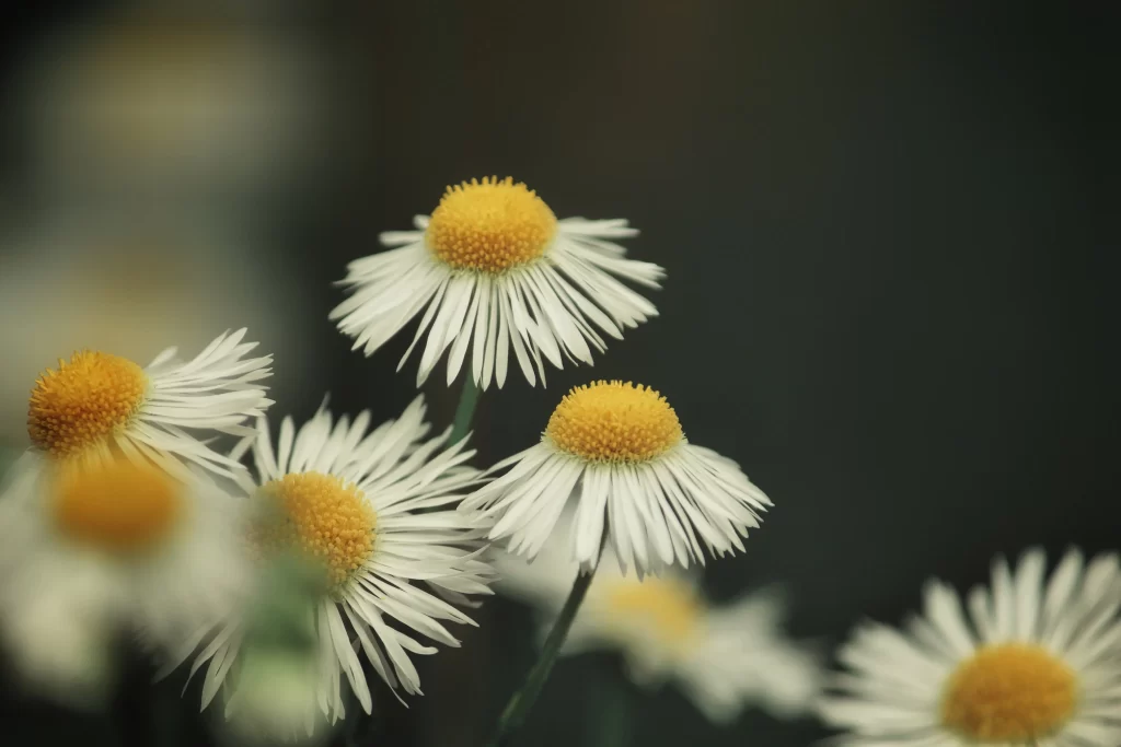 White Chrysanthemum Yellow Center Petals Soft Focus