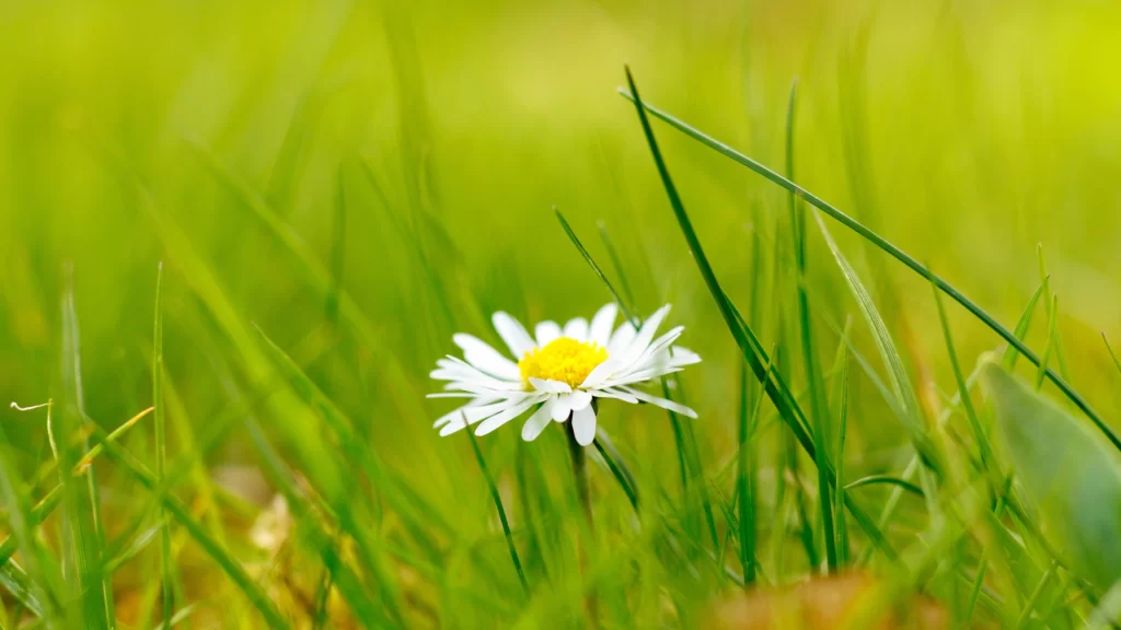 White Chrysanthemum Yellow Center Petals Green Grass