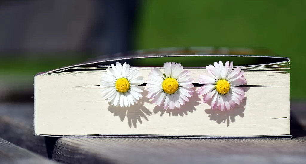 White Chrysanthemum Yellow Center Petals Book