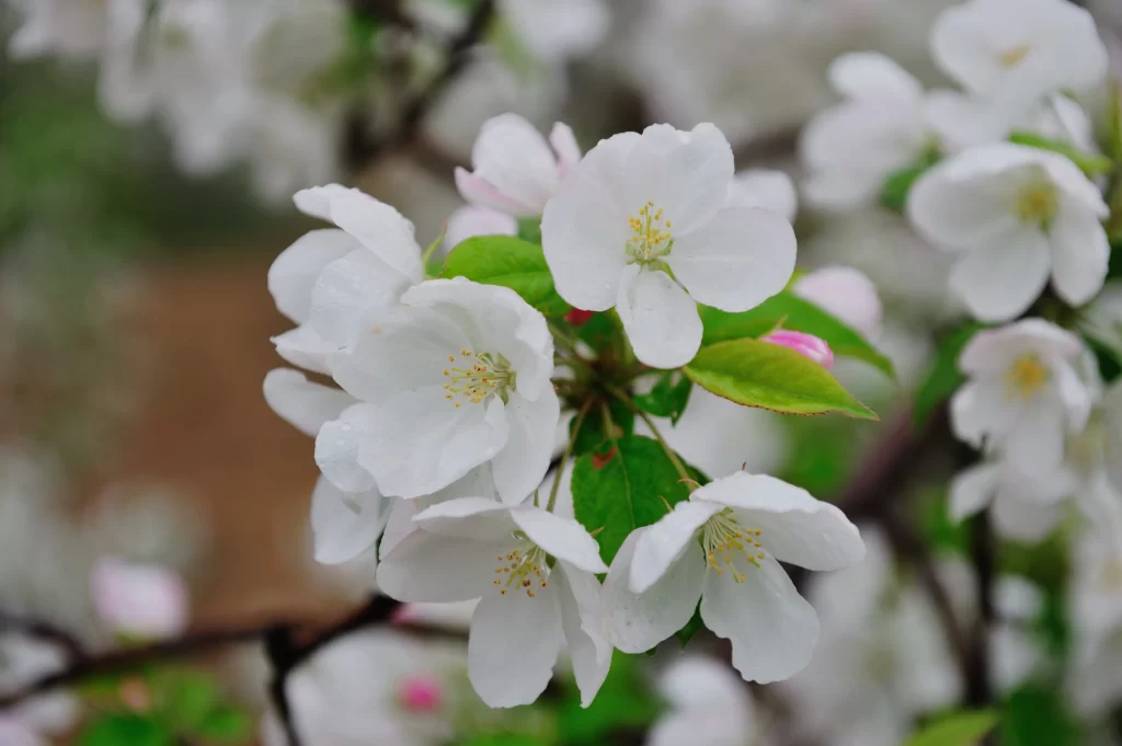 White Crabapple Blossom Petals Yellow Stamens Green gray Leaves