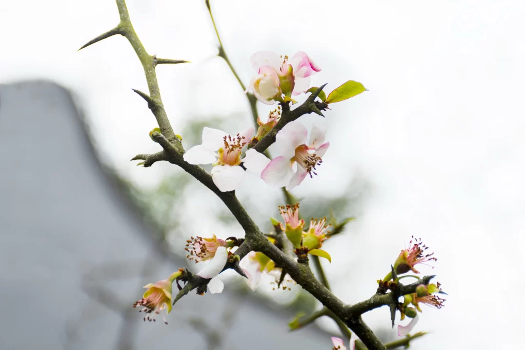 White Crabapple Blossom Petals Thorns Branches