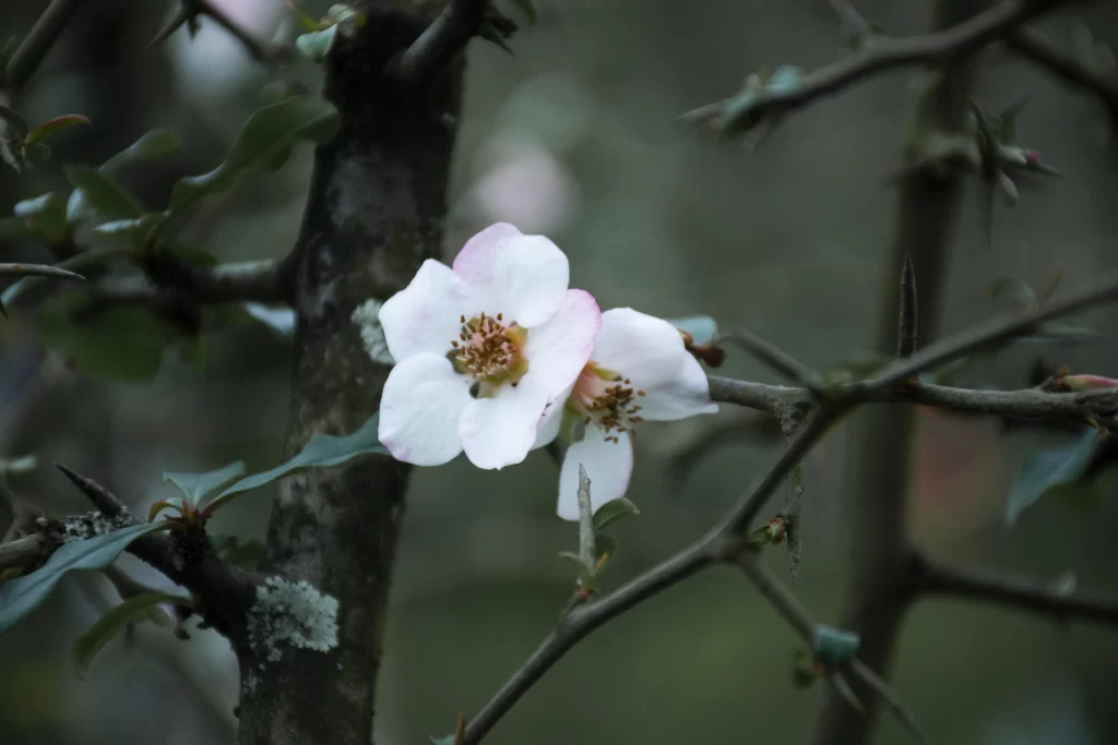 White Crabapple Blossom Petals Yellow gray Stamen