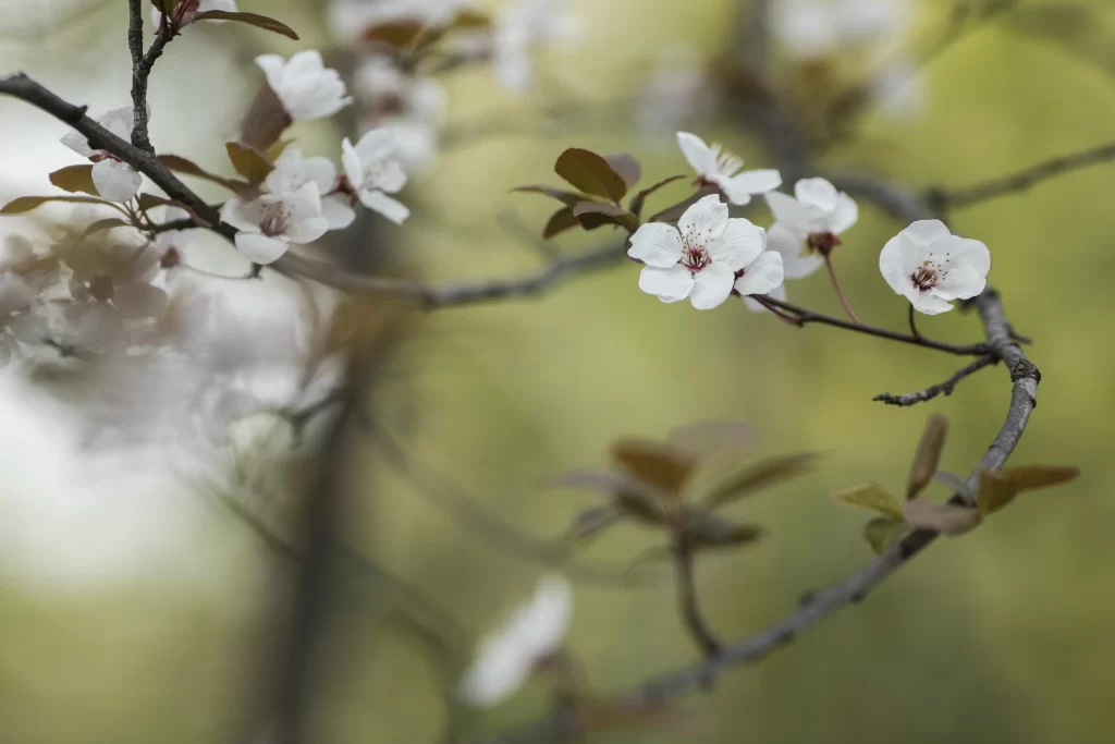 White Crabapple Blossom Petals Branches Greenery