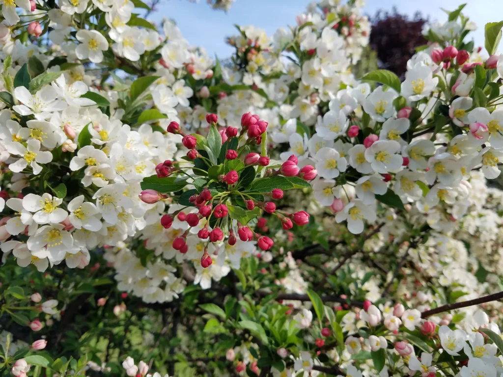 White Crabapple Blossom Petals Pink Buds Green gray Leaves