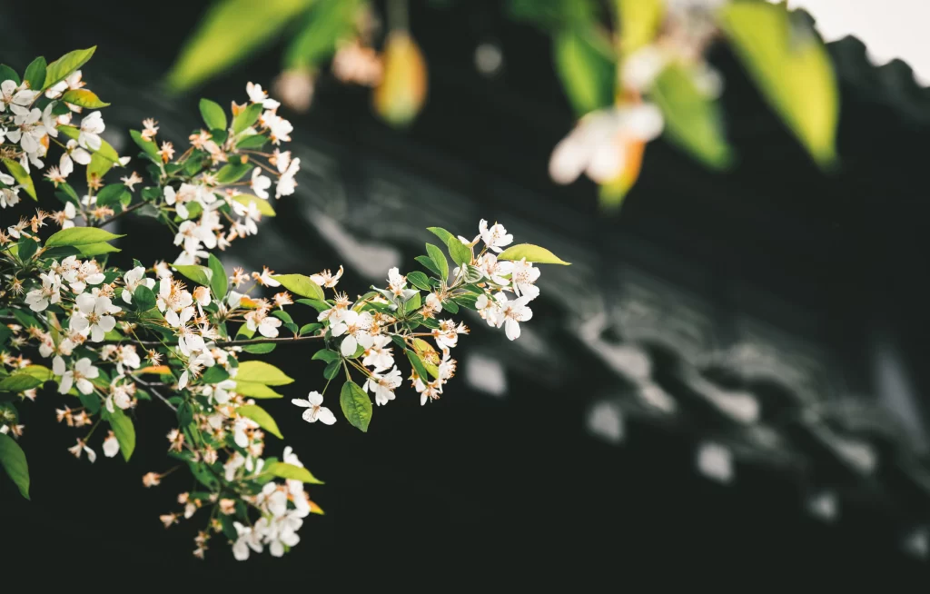 White Crabapple Blossom Petals Green gray Leaves