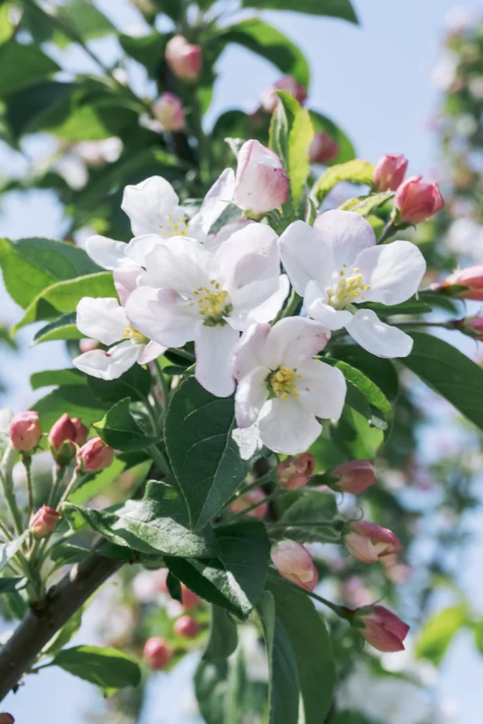 White Crabapple Blossom Petals Green Leaves Pink gray Buds