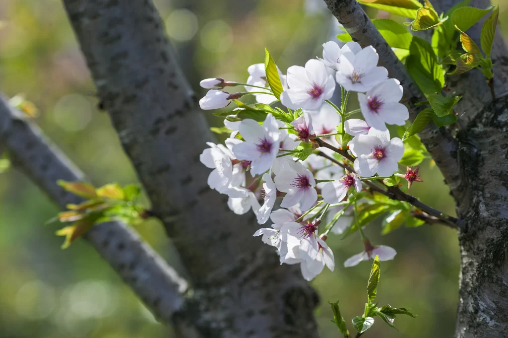 White Crabapple Blossom Petals Green gray Leaves