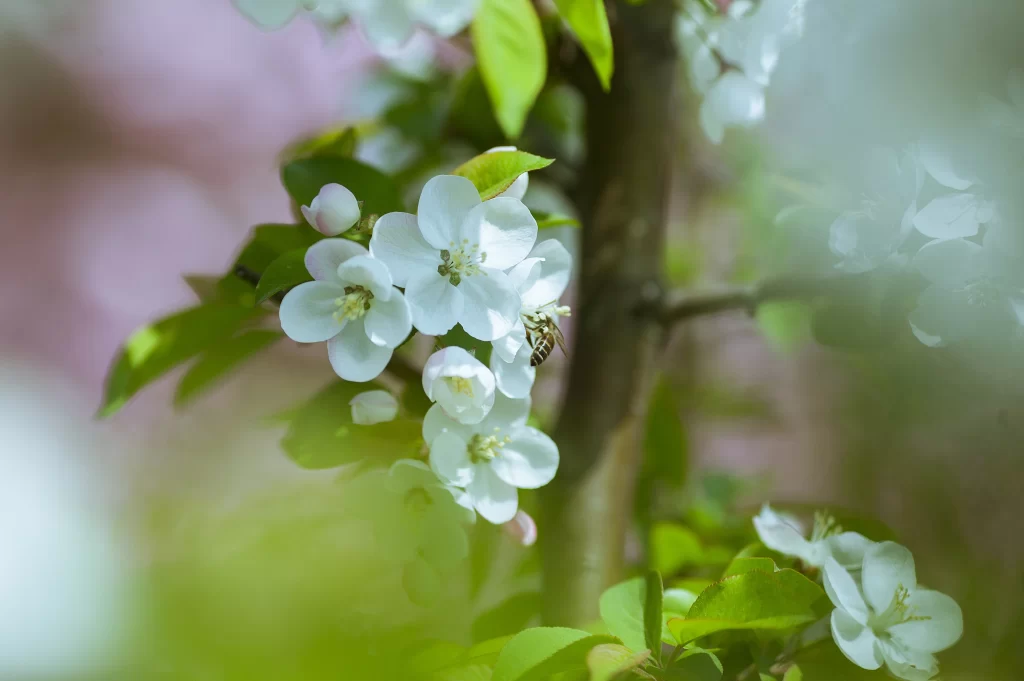 White Crabapple Blossom Petals Bees Nature
