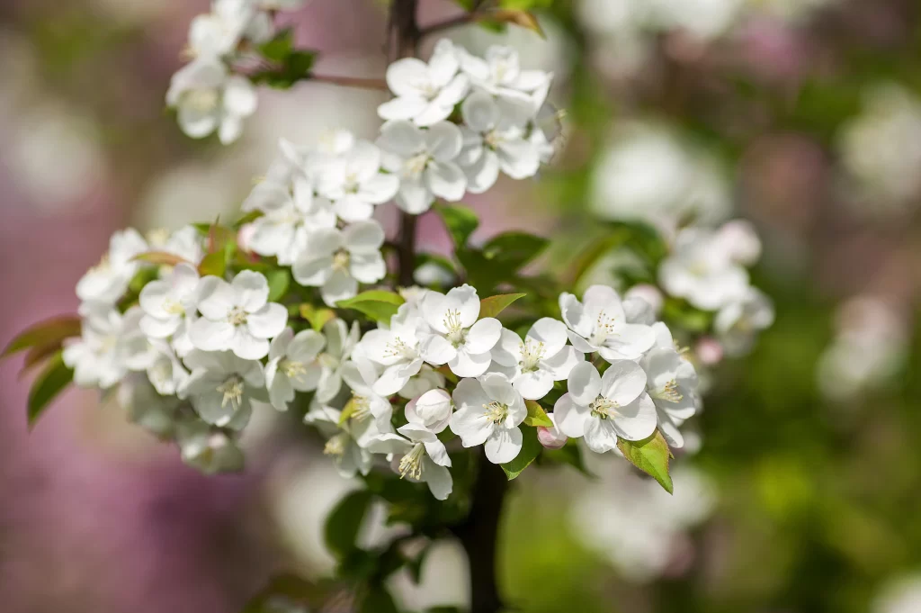 White Crabapple Blossom Petals Green gray Leaves