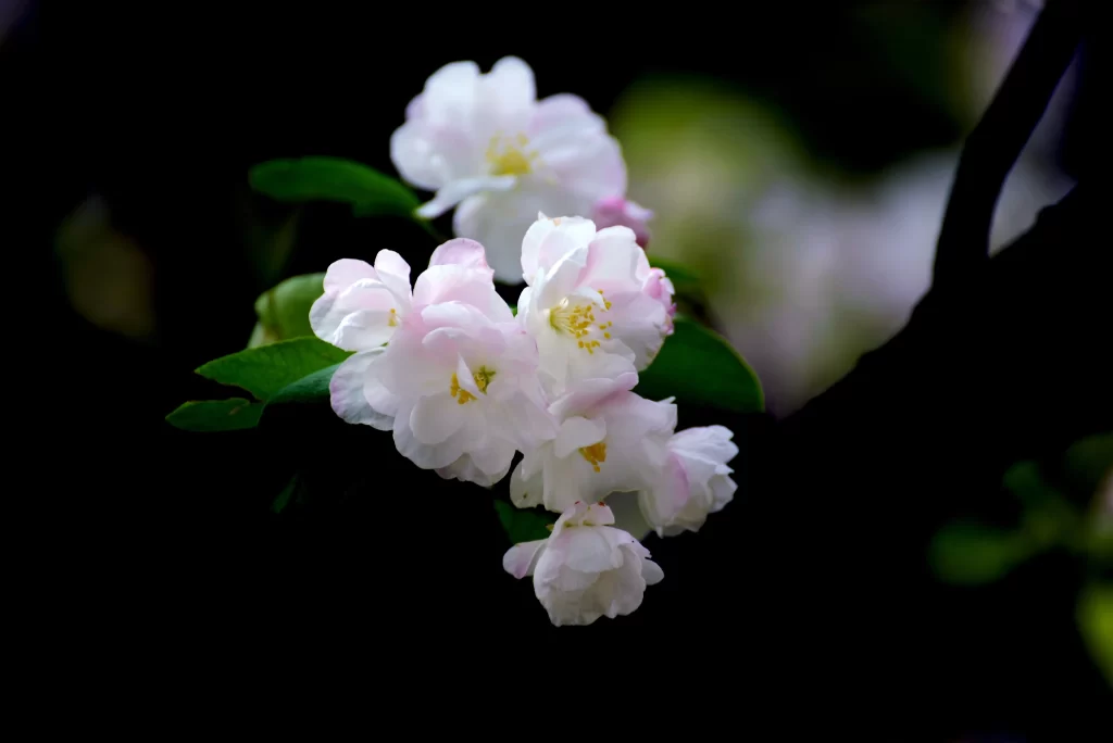 White Crabapple Blossom Petals Yellow Stamens Green dark Leaves