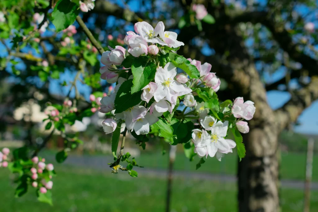 White Crabapple Blossom Petals Green gray Leaves