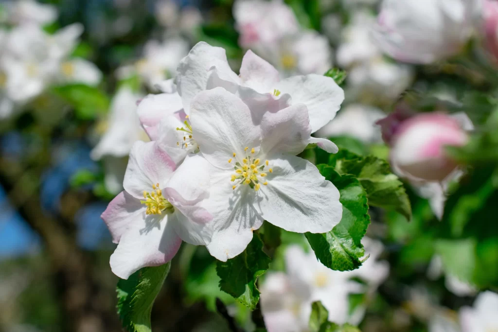 White Crabapple Blossom Petals Yellow Stamens Green gray Leaves