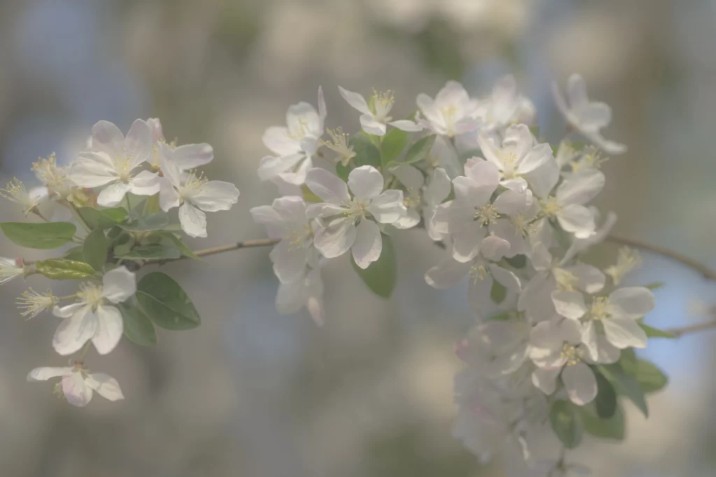 White Crabapple Blossom Petals Yellow Stamens Green gray Leaves