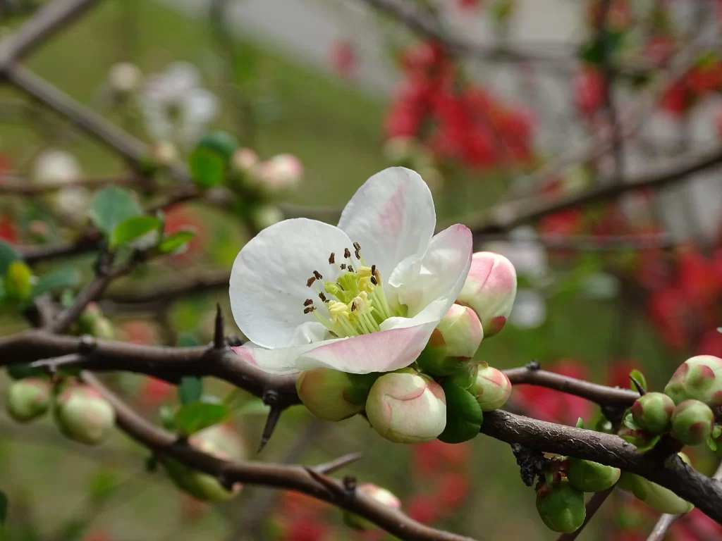 White Crabapple Blossom Petals Thorns Buds
