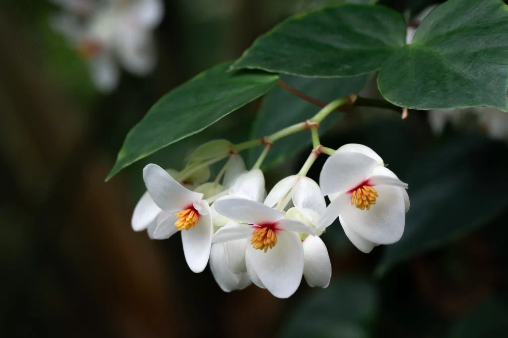 White Crabapple Blossom Petals Yellow Stamen Green gray Leaves