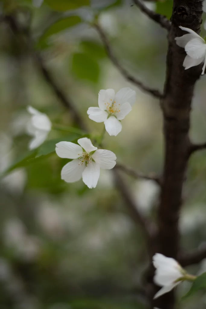 White Crabapple Blossom Petals Yellow gray Stamen