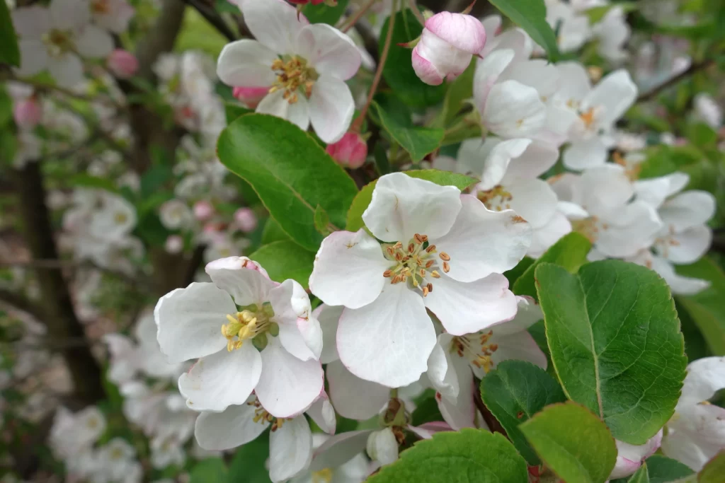 White Crabapple Blossom Petals Yellow Stamens Green gray Leaves