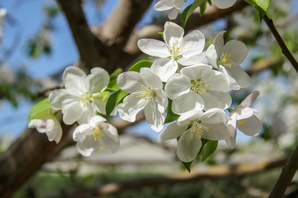 White Crabapple Blossom Petals Yellow gray Stamen