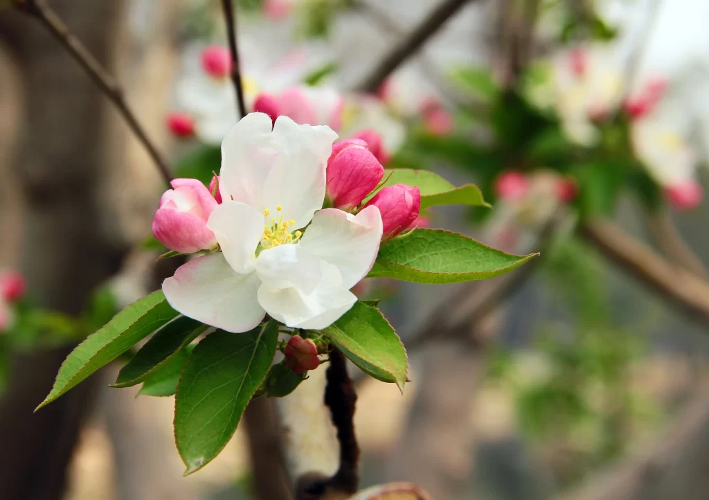 White Crabapple Blossom Petals Pink Buds Green gray Leaves