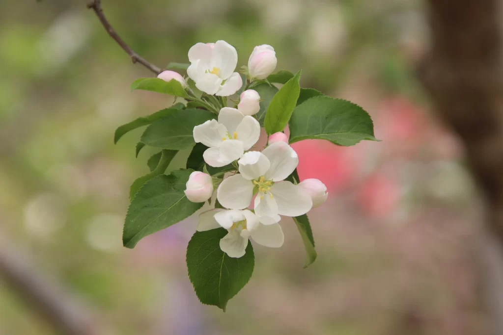 White Crabapple Blossom Petals Leaves