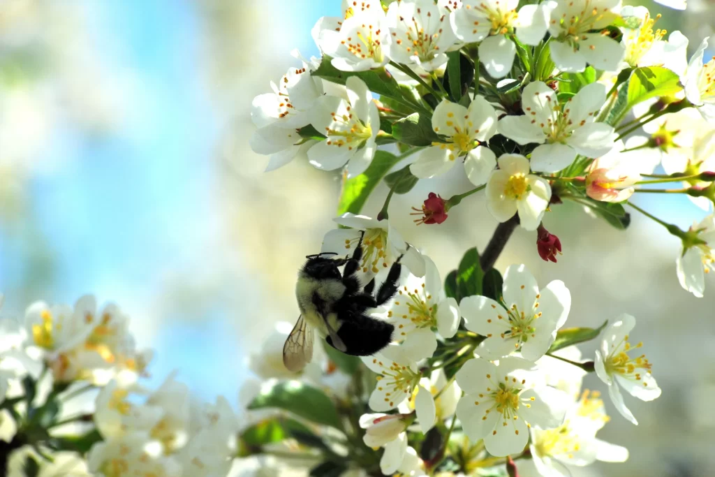 White Crabapple Blossom Petals Yellow warm Stamen