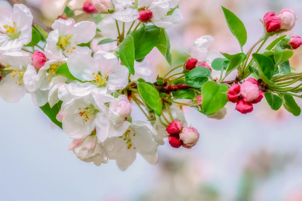 White Crabapple Blossom Petals Green Leaves Pink gray Buds
