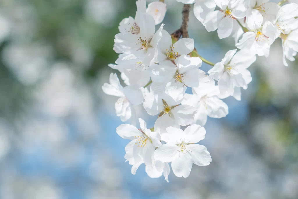 White Crabapple Blossom Petals Yellow Stamens