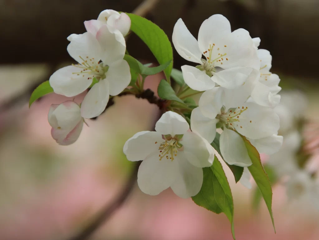 White Crabapple Blossom Petals Green gray Leaves