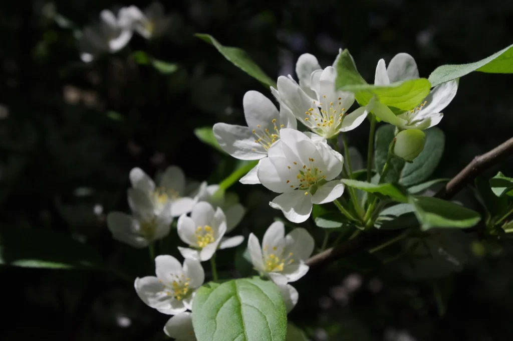 White Crabapple Blossom Petals Yellow Stamen Green dark Leaves