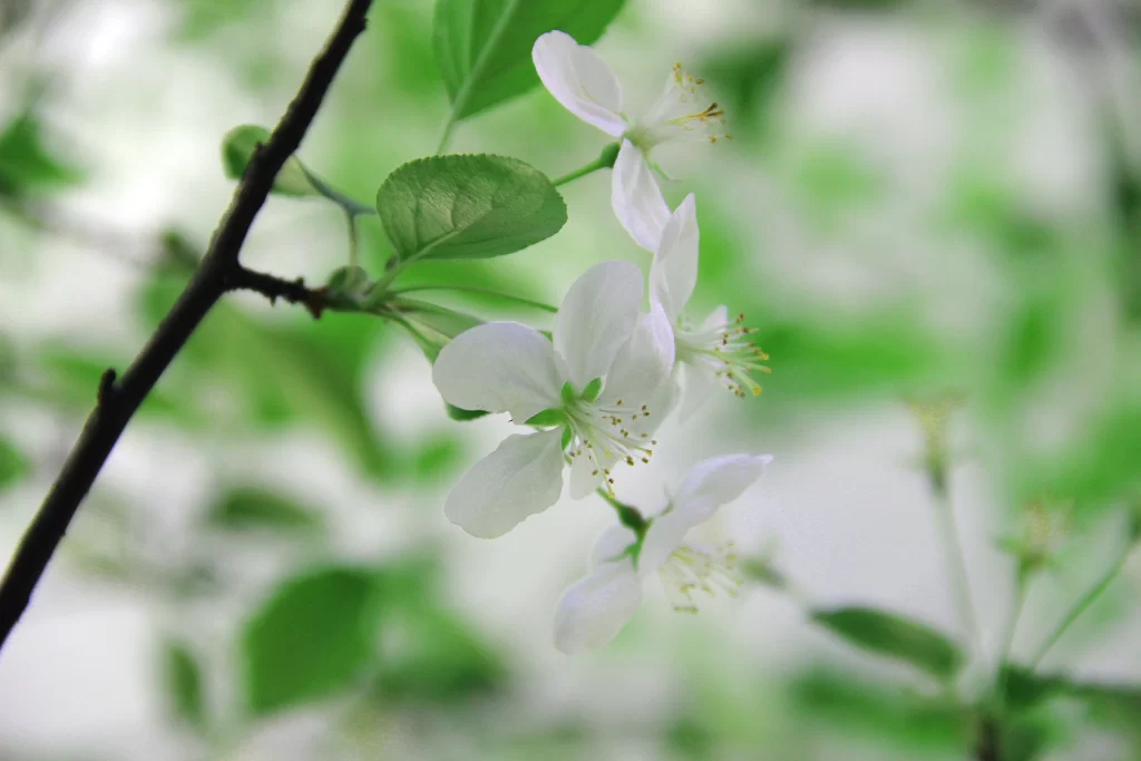 White Crabapple Blossom Petals Stamen Green warm Leaves