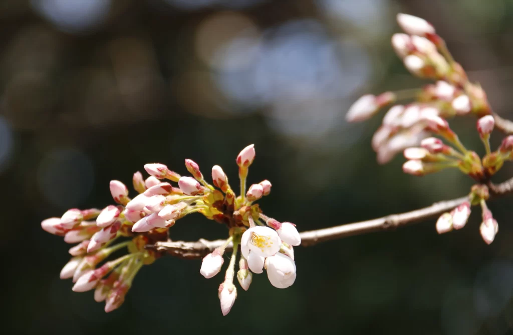 White Crabapple Blossom Petals Bud