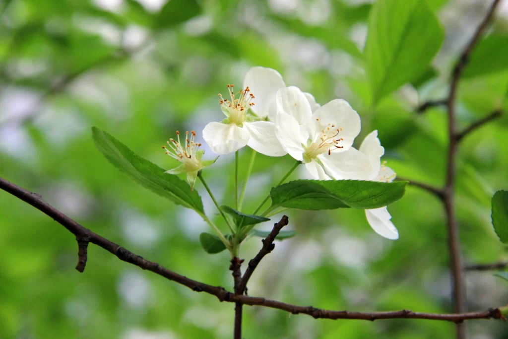 White Crabapple Blossom Petals Stamen Green warm Leaves