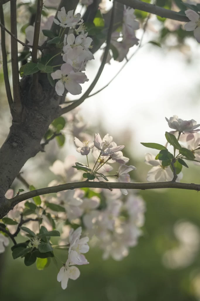 White Crabapple Blossom Petals Branches