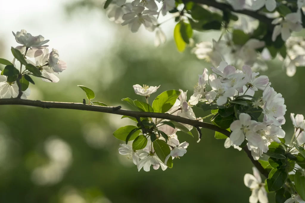 White Crabapple Blossom Petals Green warm Leaves