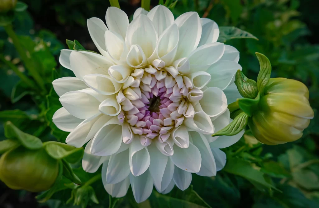 White Dahlia Petals Blooming Green
