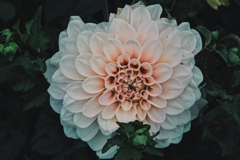 White Dahlia Petals Layered Dark Background