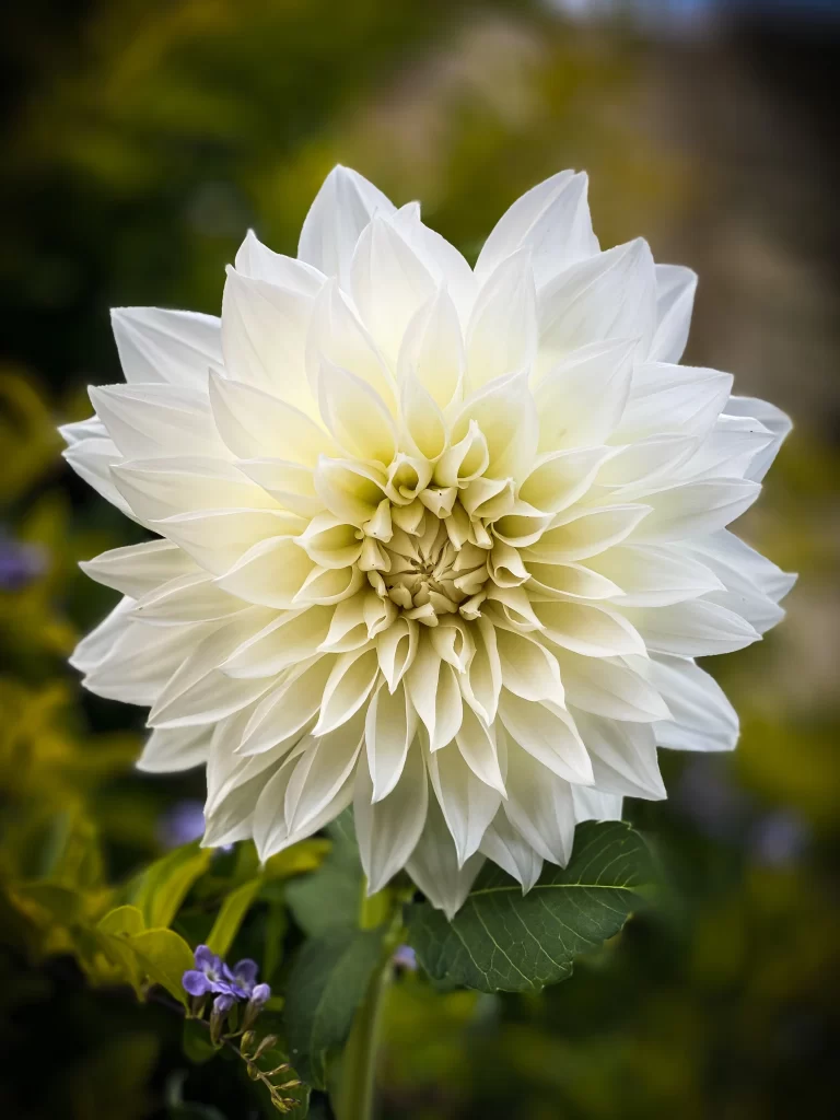 White Dahlia Petals Yellow Center Green Leaves