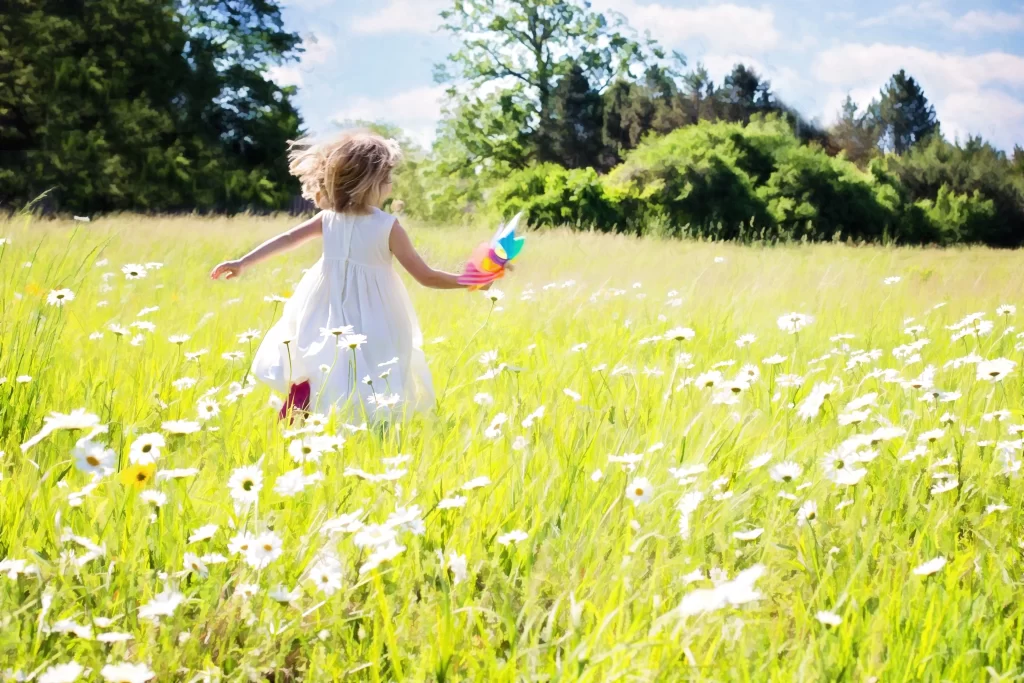White Daisy Field Petals Sunlight Greenery