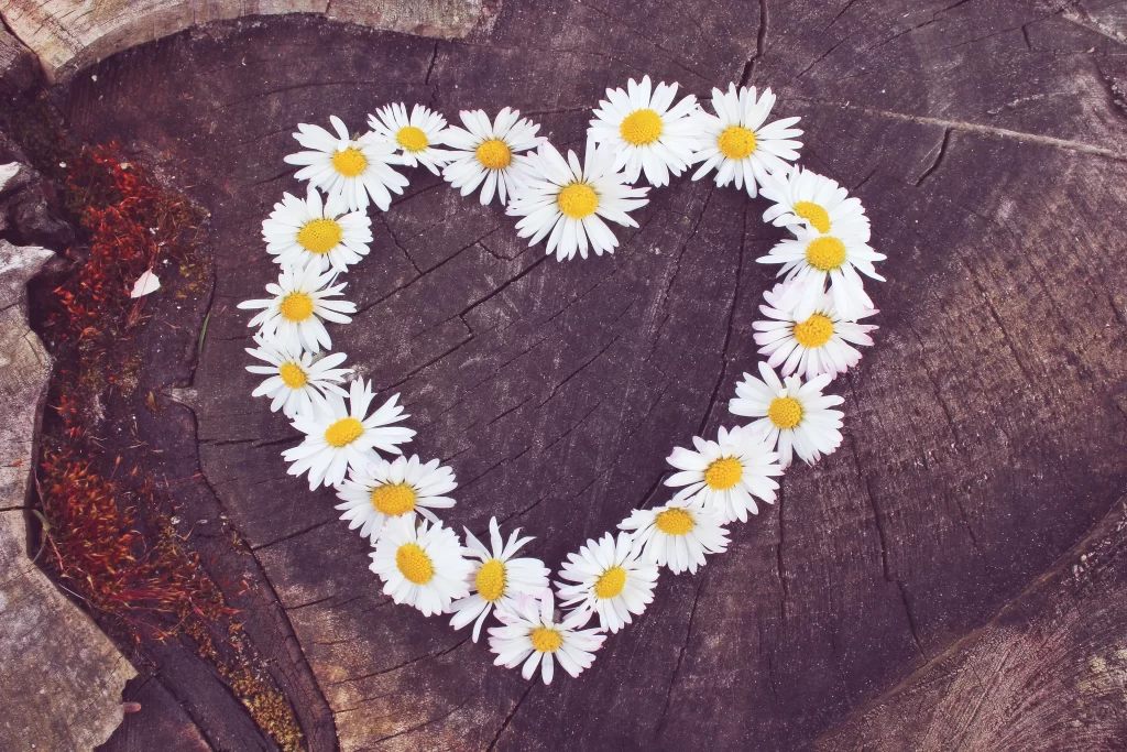 White Daisy Heart Petals Yellow Center